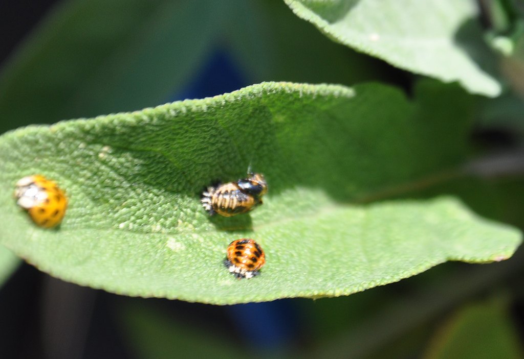 lady-bugs